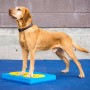 FitPAWS Accesorios de entrenamiento 4 unidades amarillo y azul