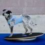 FitPAWS Donut-Ständer Grau 63 cm von FitPAWS, Trainingsgeräte für Haustiere - Ref: Foro24-433821, Preis: 65,39 €, Rabatt: %