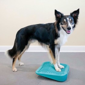 FitPAWS Rampa de equilibrio para mascotas azul 35x35x7 cm by FitPAWS, Pet Exercise Equipment - Ref: Foro24-433817, Price: 45,...