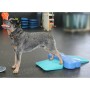 FitPAWS Balance Ramp für Haustiere blau 35x35x7 cm von FitPAWS, Trainingsgeräte für Haustiere - Ref: Foro24-433817, Preis: 45...