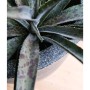 Capi Macetero Waste Smooth gris 43x41 cm by , Pots and planters - Ref: Foro24-442104, Price: 66,91 €, Discount: %