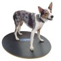 FitPAWS Tabla de equilibrio negro 50 cm de , Equipos para el ejercicio de mascotas - Ref: Foro24-433830, Precio: 94,34 €