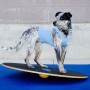 FitPAWS Tabla de equilibrio negro 50 cm de , Equipos para el ejercicio de mascotas - Ref: Foro24-433830, Precio: 94,34 €