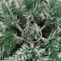 Árbol de Navidad artificial con bisagras y nieve flocada 120 cm de , Arboles de navidad - Ref: Foro24-358379, Precio: 44,53 €