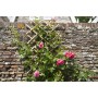 Nature Enrejado de jardín 45x180 cm bambú 6040720 von , Pergolen, Bögen und Gartenspaliere - Ref: Foro24-409343, Preis: 28,21...