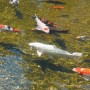 Ubbink AlgClear UVC 35000 36 W by , Accessories for ponds and fountains - Ref: Foro24-403650, Price: 162,61 €, Discount: %