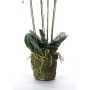 Smaragd Künstliche Orchidee mit weißem Moos 90 cm 20.355 von , Künstliche Flora - Ref: Foro24-414484, Preis: 134,41 €, Rabatt: %