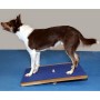 FitPAWS Riesiges blaues Wackelbrett 75x75 cm von , Trainingsgeräte für Haustiere - Ref: Foro24-433828, Preis: 221,08 €, Rabat...