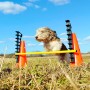 FitPAWS Juego de obstáculos by , Pet Exercise Equipment - Ref: Foro24-433823, Price: 192,77 €, Discount: %