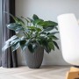 Capi Jarrón elegante Groove gris antracita 46x58 cm von , Töpfe und Pflanzgefäße - Ref: Foro24-445501, Preis: 147,64 €, Rabat...