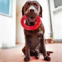 Ferplast Juguete dental para perros Smile rojo grande 20x18x4 cm de , Juguetes para perros - Ref: Foro24-442647, Precio: 20,2...
