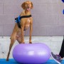 FitPAWS Pelota de equilibrio para mascotas TRAX Donut morado 55 cm von , Trainingsgeräte für Haustiere - Ref: Foro24-428432, ...