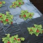 Nature Mantillo para fresas 1,4x20 m 6030231 de , Mantillo - Ref: Foro24-419717, Precio: 26,83 €, Descuento: %
