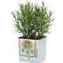 LECHUZA Jardineras 3 unidades Green Wall Home Kit blanco von , Töpfe und Pflanzgefäße - Ref: Foro24-425619, Preis: 63,92 €, R...
