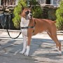 PetSafe Arnés para perros Easy Walk negro M von , Geschirre und Halsbänder für Haustiere - Ref: Foro24-428426, Preis: 19,55 €...