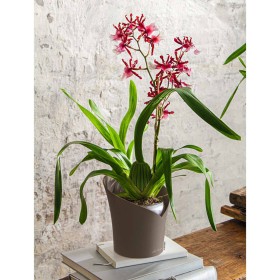LECHUZA Jardinera ORCHIDEA ALL-IN-ONE gris taupe Ø 18 cm von , Töpfe und Pflanzgefäße - Ref: Foro24-446114, Preis: 20,75 €, R...
