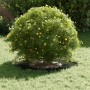 Macetero de Plástico Verde oliva Plástico Grande Macetero | Foro24.es | Tu tienda online para hogar, jardín y más Foro24.es