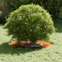 Macetero de Acero Corten Acero Corten Grande by , Pots and planters - Ref: Foro24-873674, Price: 37,24 €, Discount: %