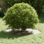 Maceta de Cerámica Blanca Cerámica Grande Maceta de Cerámica | Foro24.es | Tu tienda online para hogar, jardín y más Foro24.es