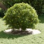 Macetero de Plástico Blanco Plástico Mediano Duradero Redondo de , Maceteros y jardineras - Ref: Foro24-873679, Precio: 87,16 €