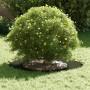 Maceta de plástico Verde oliva Plástico Grande | Foro24.es | Tu tienda online para hogar, jardín y más Foro24.es