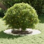 Macetero de acero inoxidable Acero inoxidable Grande Duradero | Foro24.es | Tu tienda online para hogar, jardín y más Foro24.es