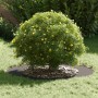 Macetero de Plástico Negro Plástico Grande de , Maceteros y jardineras - Ref: Foro24-873690, Precio: 42,73 €