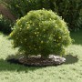 Macetero de Cerámica Verde oliva Cerámica Grande | Foro24.es | Tu tienda online para hogar, jardín y más Foro24.es