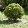 Macetero de Acero Inoxidable Acero inoxidable Grande by , Pots and planters - Ref: Foro24-873698, Price: 52,89 €, Discount: %