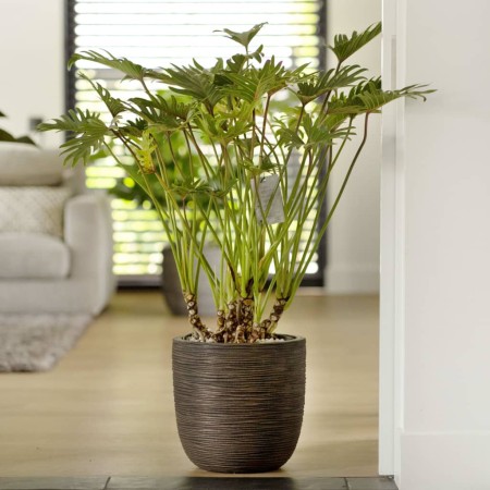 Capi Macetero Nature Rib marrón oscuro 43x41 cm | Foro24.es | Tu tienda online para hogar, jardín y más Foro24.es