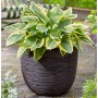 Capi Macetero Nature Rib marrón oscuro 43x41 cm | Foro24.es | Tu tienda online para hogar, jardín y más Foro24.es