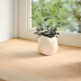 Alféizares de ventana 2 uds madera maciza roble sin tratar | Foro24.es | Tu tienda online para hogar, jardín y más Foro24.es