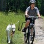 SPRINGER Kit de ejercicio de bicicleta para perros