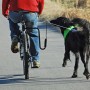 SPRINGER Kit de ejercicio de bicicleta para perros