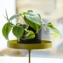 Esschert Design Gold Round Clamp Plant Tray M by Esschert Design, Decorative trays - Ref: Foro24-441013, Price: 17,55 €, Disc...