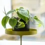 Esschert Design Gold Round Clamp Plant Tray M by Esschert Design, Decorative trays - Ref: Foro24-441013, Price: 16,87 €, Disc...