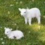 Esschert Design Standing Lamb Statue 25.4x9.2x20.3 cm by Esschert Design, Lawn Ornaments and Garden Sculptures - Ref: Foro24-...