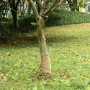 Rollo de yute 0,25x5 m 100% yute 200 gsm