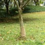 Rollo de yute 0,25x10 m 100% yute 200 gsm