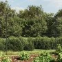 Wire fence with anchor spikes anthracite gray 2x10 m by vidaXL, fence panels - Ref: Foro24-154246, Price: 139,34 €, Discount: %