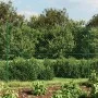 Wire fence with anchor spikes green 1.8x10 m by vidaXL, fence panels - Ref: Foro24-153925, Price: 133,62 €, Discount: %