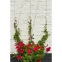 Nature Wire Trellis for Climbing Plants 2 Units by Nature, Pergolas, arches and garden trellises - Ref: Foro24-276220, Price:...