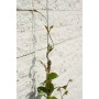 Nature Juego de enrejado de alambre para plantas trepadoras 2