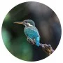 WallArt The Kingfisher wallpaper circle 142.5 cm by WallArt, Painted paper - Ref: Foro24-440376, Price: 19,18 €, Discount: %