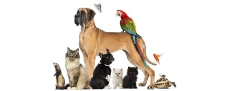 Producto para mascotas y animales