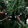 Árbol de Navidad con luces y piñas PVC PE verde y blanco 195 cm by , Christmas trees - Ref: Foro24-3094565, Price: 175,90 €, ...