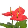 Planta de anturio artificial con maceta 90 cm roja y amarilla by , artificial flora - Ref: Foro24-244447, Price: 45,34 €, Dis...