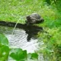 Ubbink Fuente de jardín con chorro y en forma de tortuga von , Brunnen und Wasserfälle - Ref: Foro24-442055, Preis: 46,48 €, ...