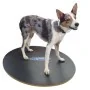 FitPAWS Tabla de equilibrio negro 50 cm by , Pet Exercise Equipment - Ref: Foro24-433830, Price: 94,34 €, Discount: %