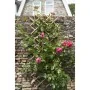 Nature Garden Trellis 70x180 cm Bamboo 6040721 by , Pergolas, arches and garden trellises - Ref: Foro24-409344, Price: 37,24 ...